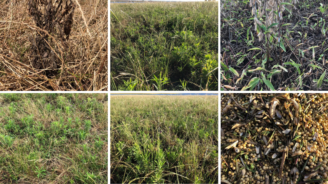 Herbicida pré-emergente Kyojin tira as daninhas da sua plantação!