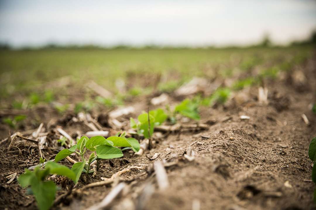 Herbicidas pré-emergentes podem ser grandes aliados na proteção contra  daninhas